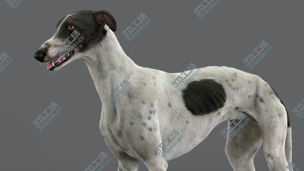 images/goods_img/20210312/3D Greyhound (4) (Fur) (Rigged) model/5.jpg